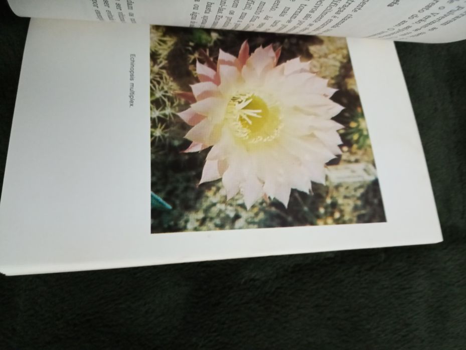 Cactos	NILAUS JENSEN. (J.) 	Cultura e Tempos Livres - 1977