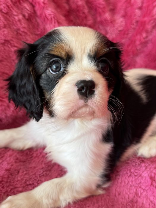 Sunia tricolor - Cavalier King Charles Spaniel