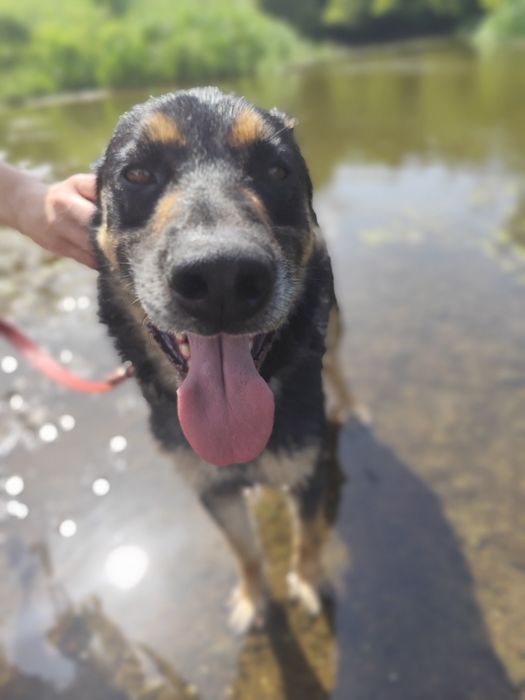 Tary, cudowny przytulak szuka domu