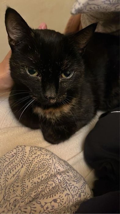 zaginęła CZARNA KOTKA z rudymi plamkami - otrębusy