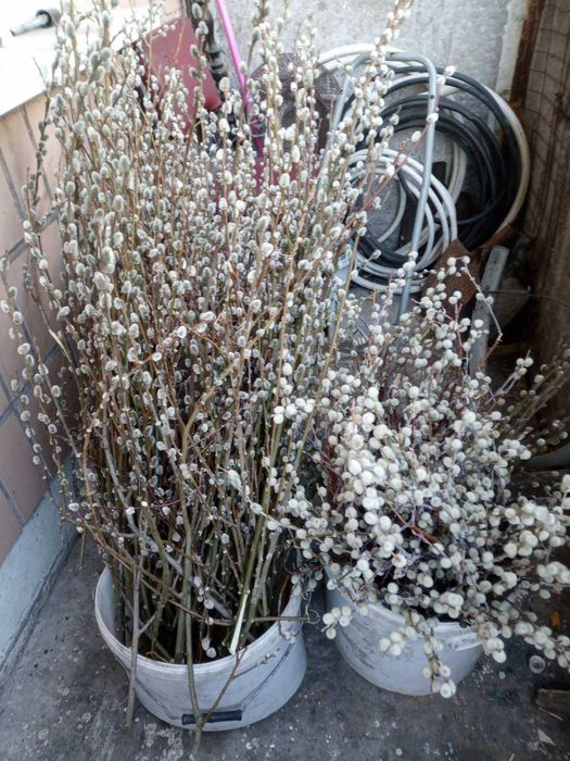 Верба,котики,ива. 15гр.веточка.