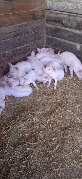 Домашні поросята велика біла +ландрас