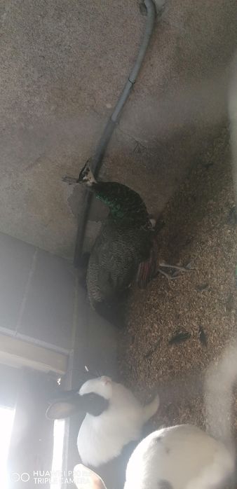 Vendo fracas e pavões