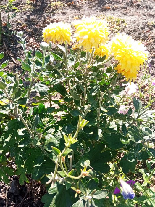 Квіти хризантеми дубки,королева осінні