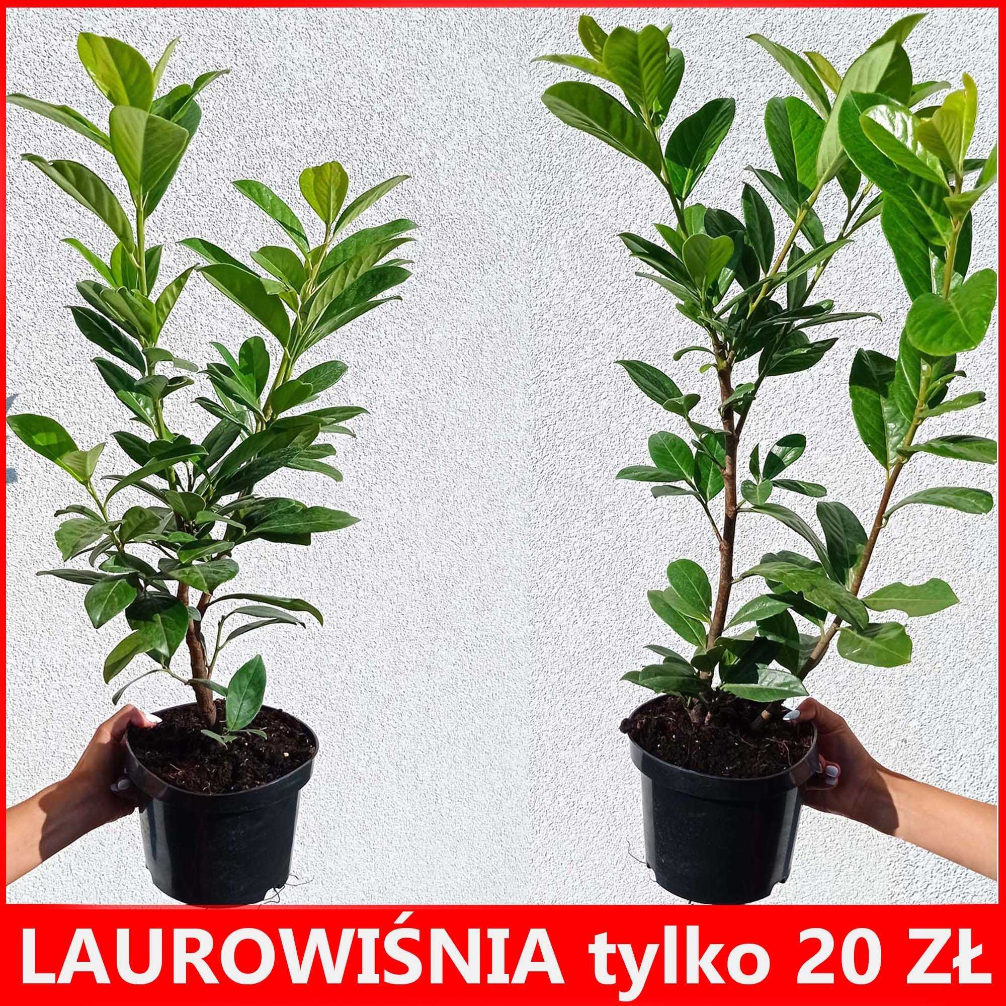 Piękna i trwała laurowiśnia Novita - idealna do Twojego ogrodu! 60cm