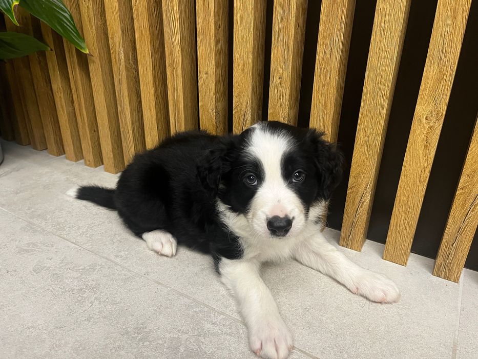 Border collie z rodowodem