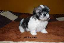 Shih Tzu, suczka Sonia do odbioru od 19 lipca.
