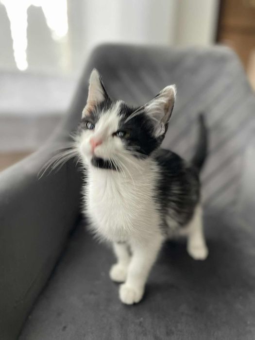 Oddam kotka w dobre ręce.