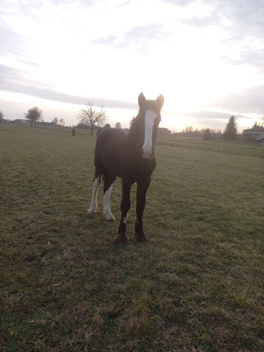 Ogierek rasy Shire 6  miesiący