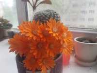 Продам маленькие кактусы Ребуция оранжевая