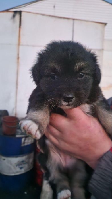 Дуже терміново!!! Медвежа шукає дім!