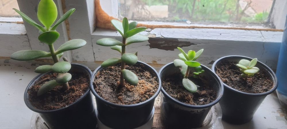 Детки денежного дерева