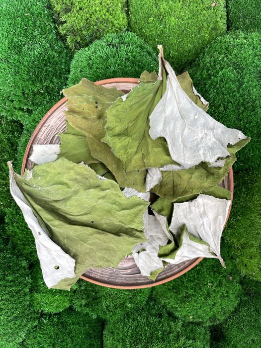 Мати-й-мачуха листя , сушене листя , мать -и-мачеха