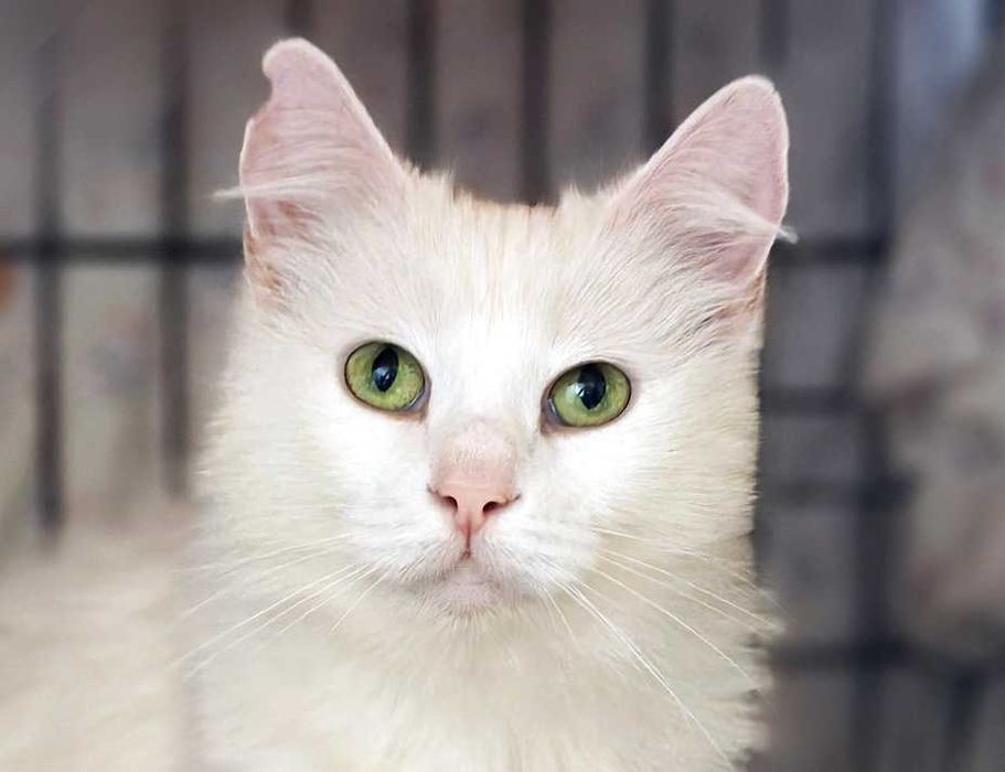 Ніжна чарівна дівчинка кішечка Софочка, чекає 1 рік кішка