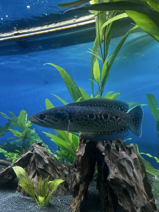 Змієголов глазчатий / Channa pleurophthalma