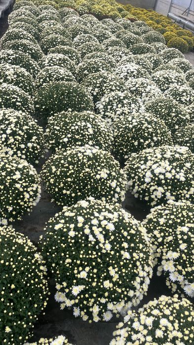 Sprzedam chryzantemy drobnokwiatowe churt/detal