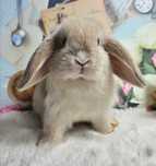 Mini lop do dalszej hodowli geny Niemieckie, Francuskie plus klatki