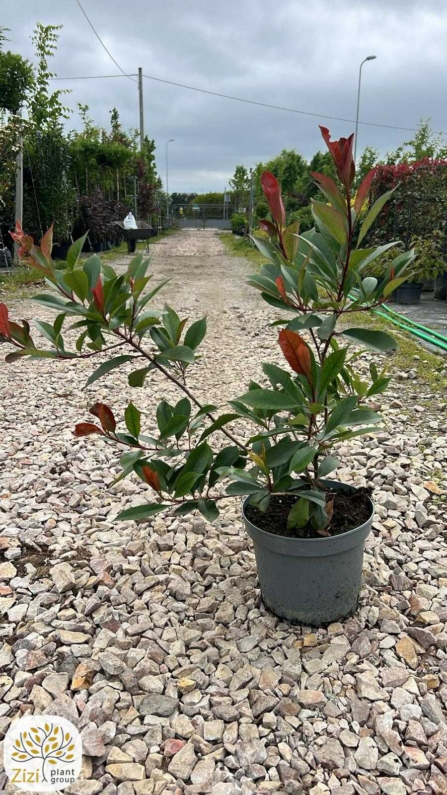Photinia fraseri Red Robin, Głogownik Frasera, 40-60cm, zimozielony