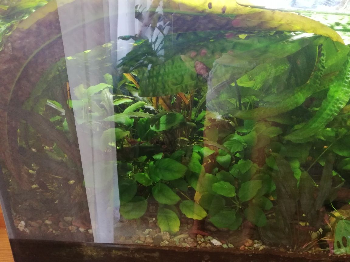 Akwarium rośliny  anubias kryptocoryna kryptoko