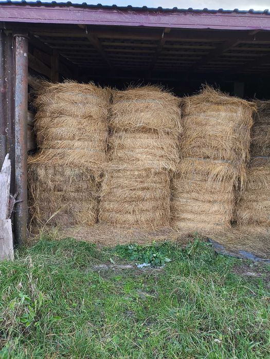 Siano baloty 25 r. 120/130 cm