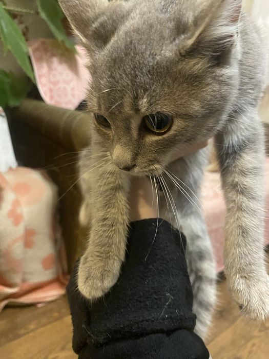 Срочно отдам кошку в хорошые руки бесплатно