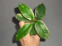 Хойї Хойя Hoya Multiflora variegata