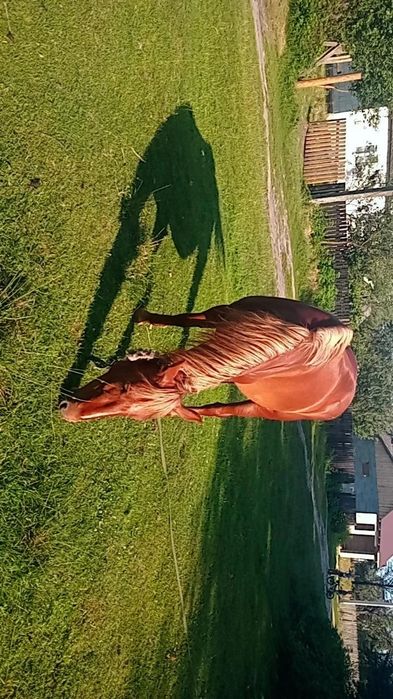 Продам робочу кобилу