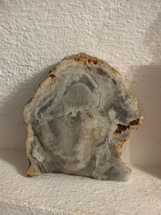 Madeira petrificasses
