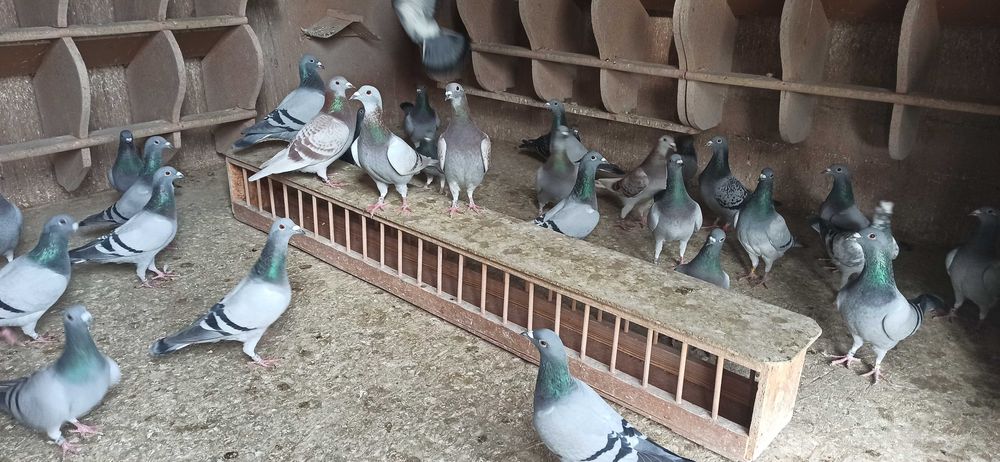 Gołębie pocztowe młode nieoblatywane - ok. 40 szt. Super okazja