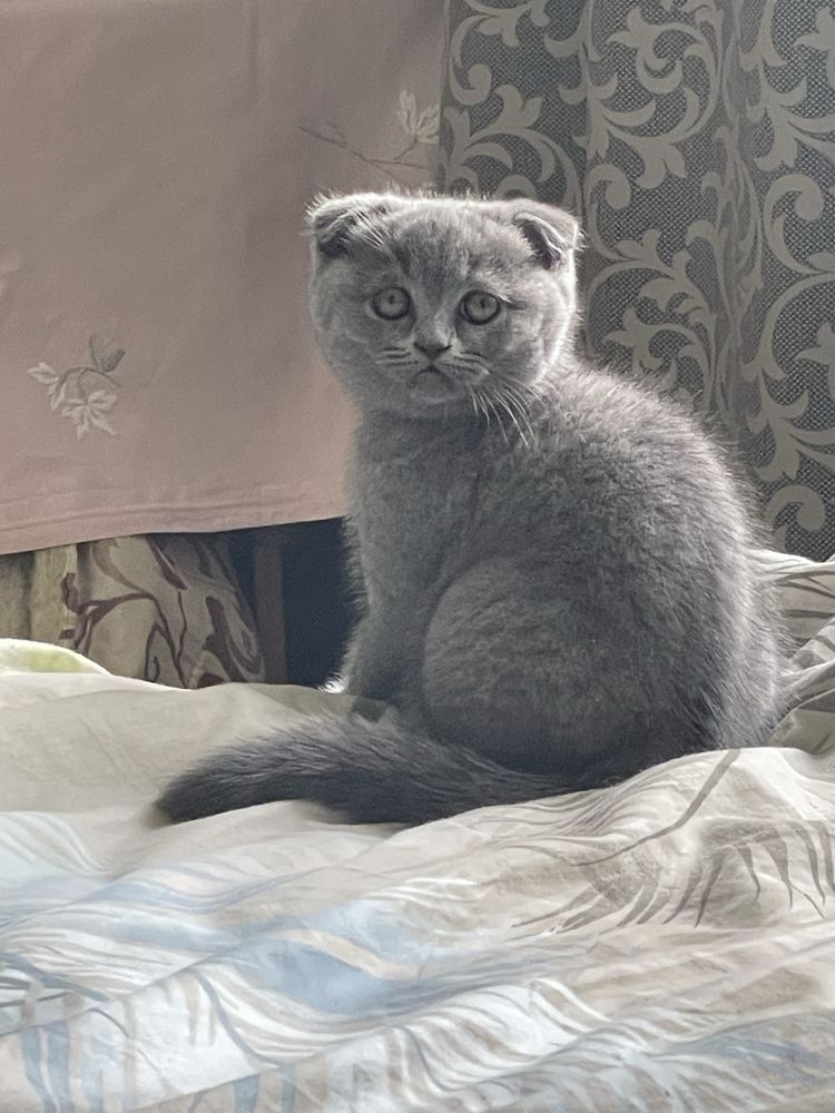 Шотландська висловуха Скоттіш Фолд