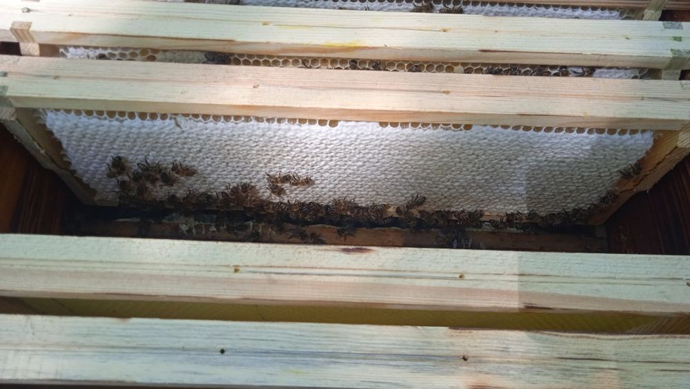 Miód z terenów leśnych. Miód sekcyjny.Propolis