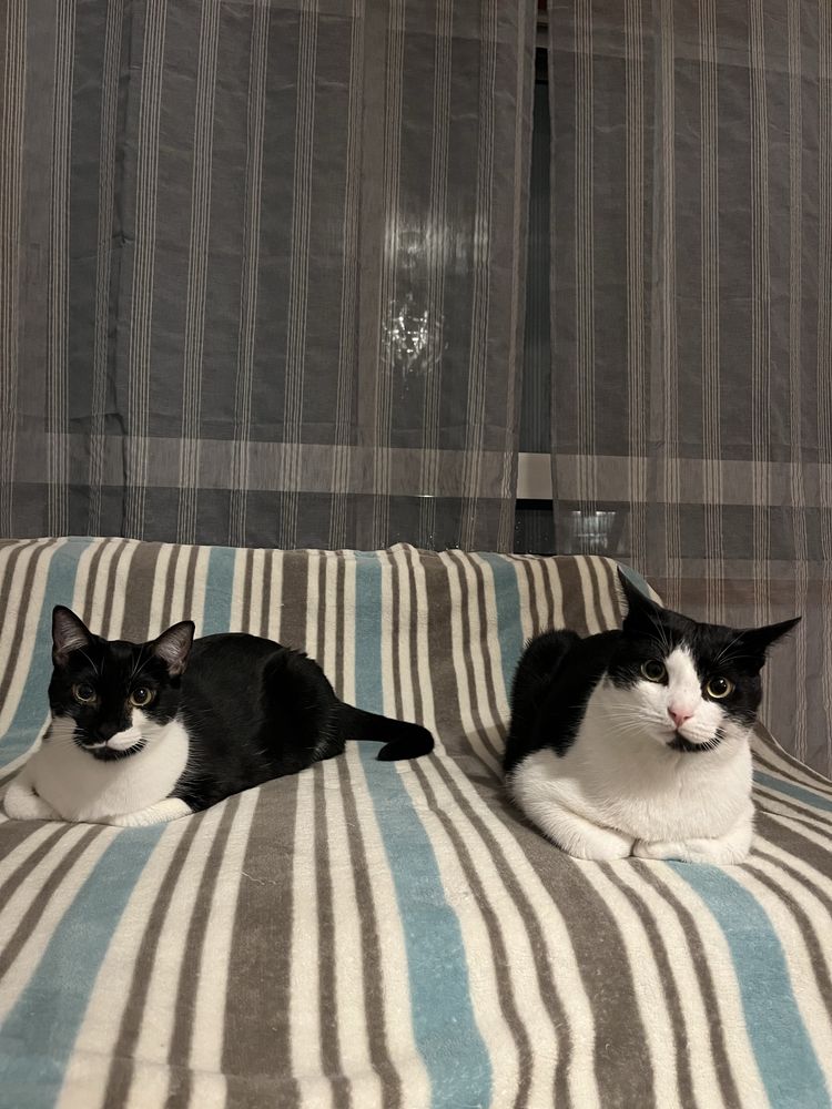Gatos para adoção conjunta