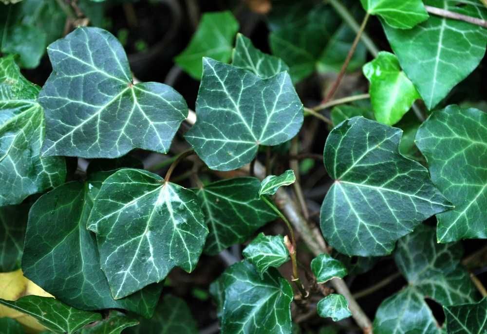 Bluszcz Pospolity 'Woerner' - Hedera Helix