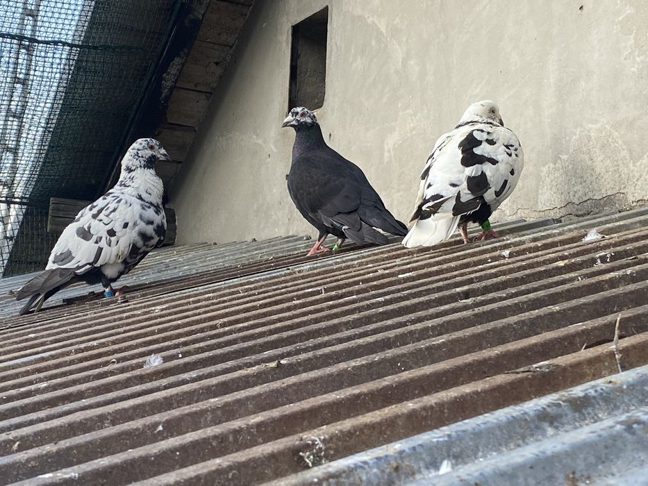 Sprzedam Młode Gołębie Tygrysie