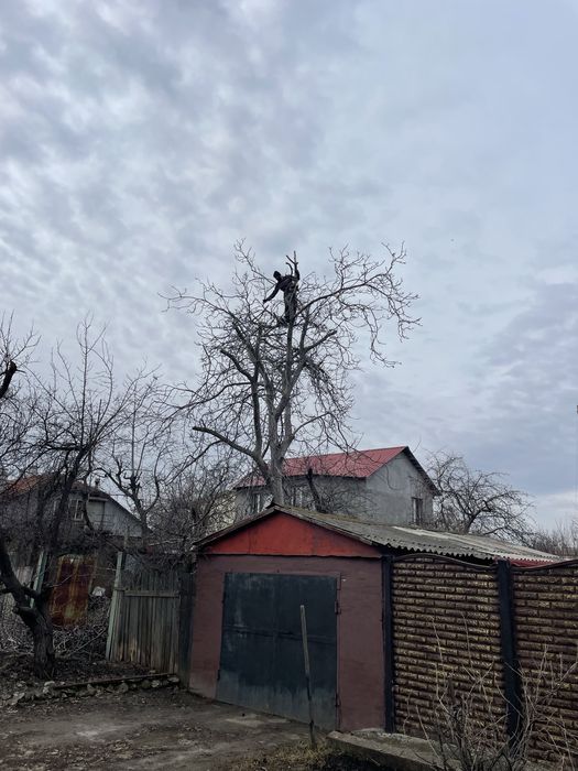 Спил деревьев любой сложности