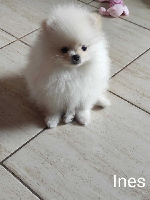 Szczeniak Ines ZHPR UCI Gotowy do odbioru