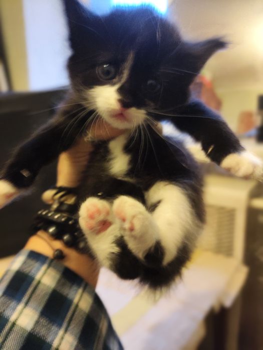 Отдам котят ( бесплатно)