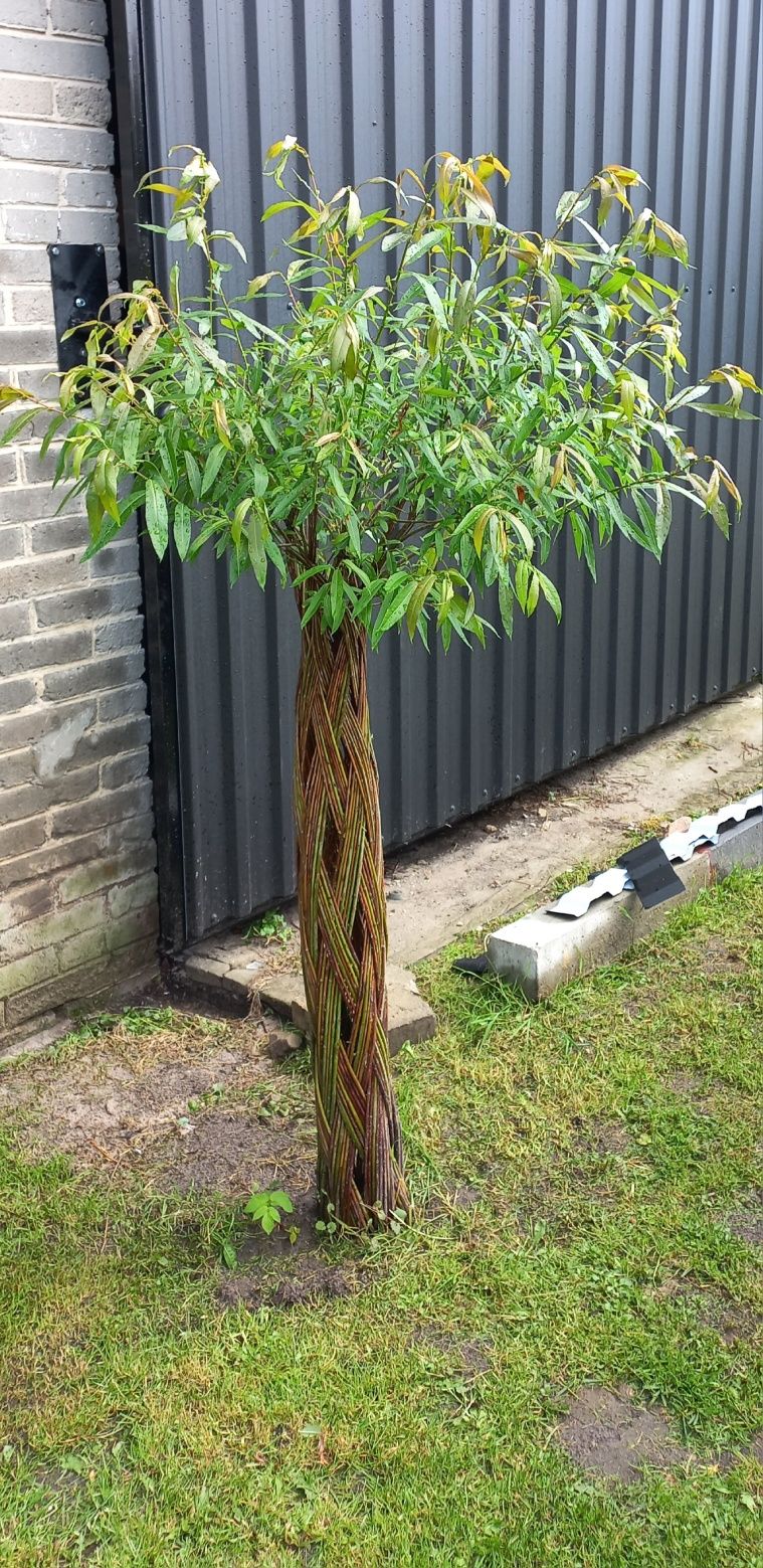 Wierzba pleciona, salix americana