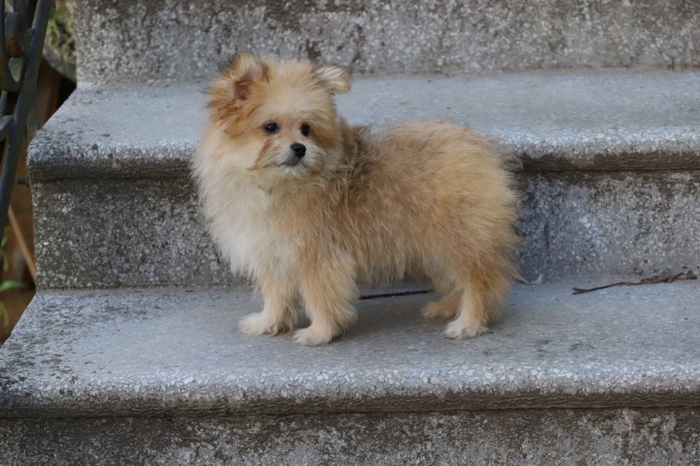 Йорк+ пудель мальчик