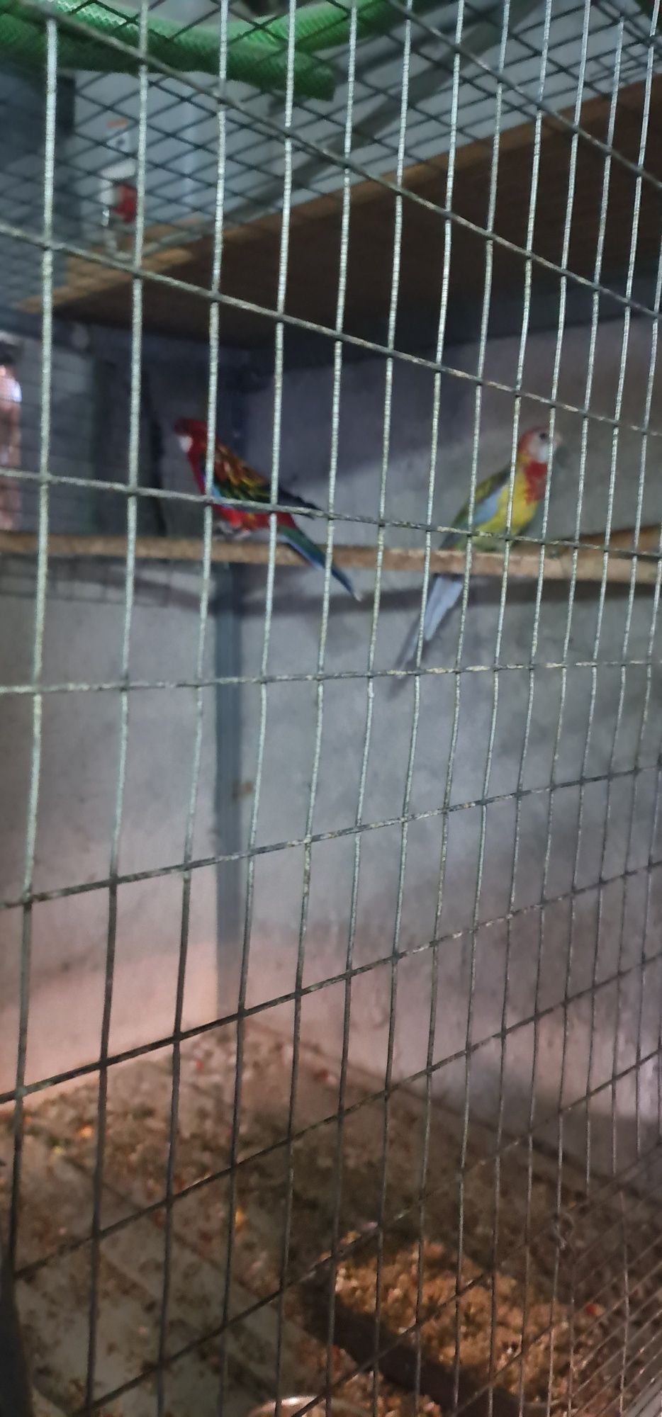 Vários tipos de aves
