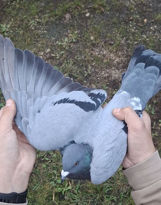 Sprzedam gołębie pocztowe