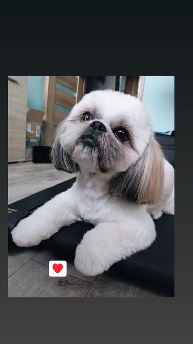 REPRODUKTOR  Shih tzu tricolor [Rodowód] Dojerzdzamy.