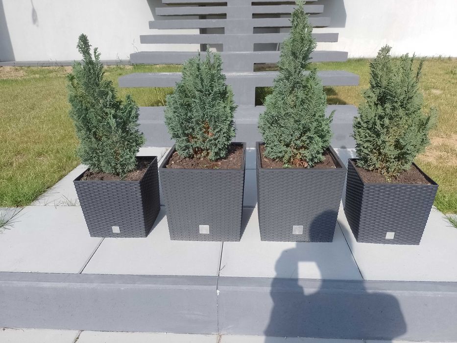 Cyprys do ogrodu 50 cm