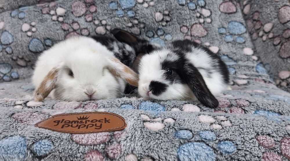 Króliczek Baranek Mini Lop samczyk.