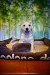 Golden retriever szczenięta ZKwP FCI