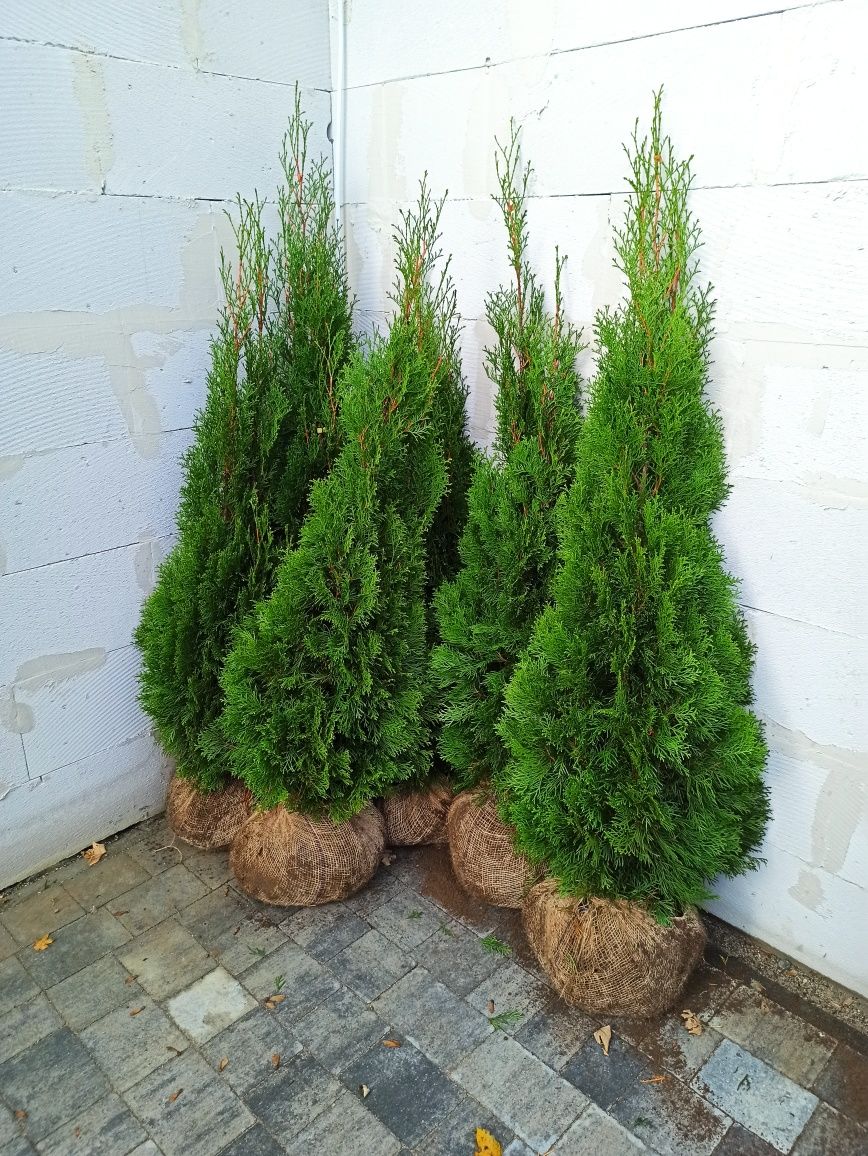 Tuja Thuja Szmaragd 90cm w doniczce! Ceny hurtowe! Promocja 2021!