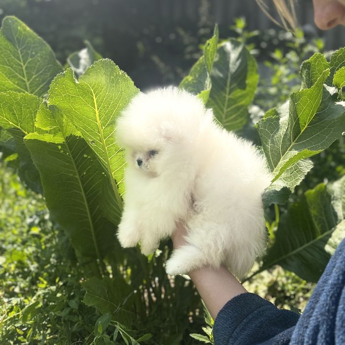 хлопчик шоу класу тип ведмедик