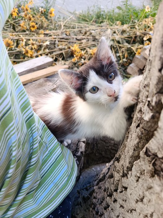 Кошеня Софіївська Борщагівка