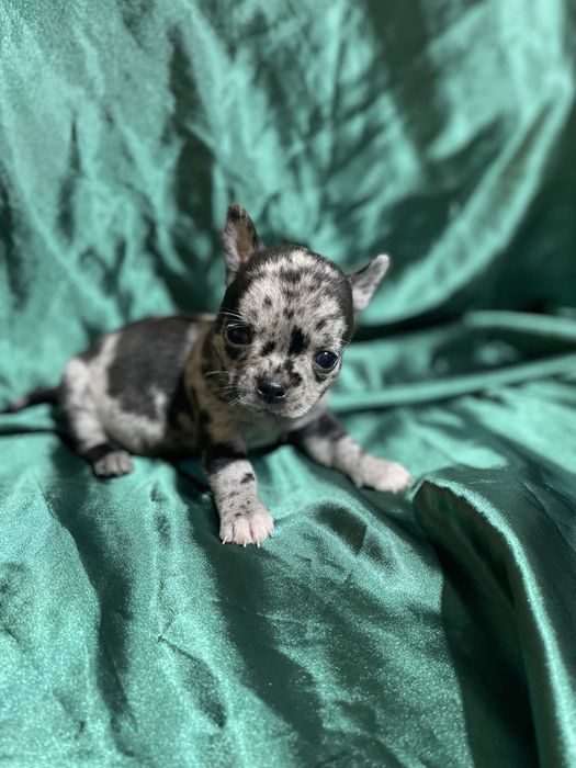 Малыши чихуахуа мерлешки