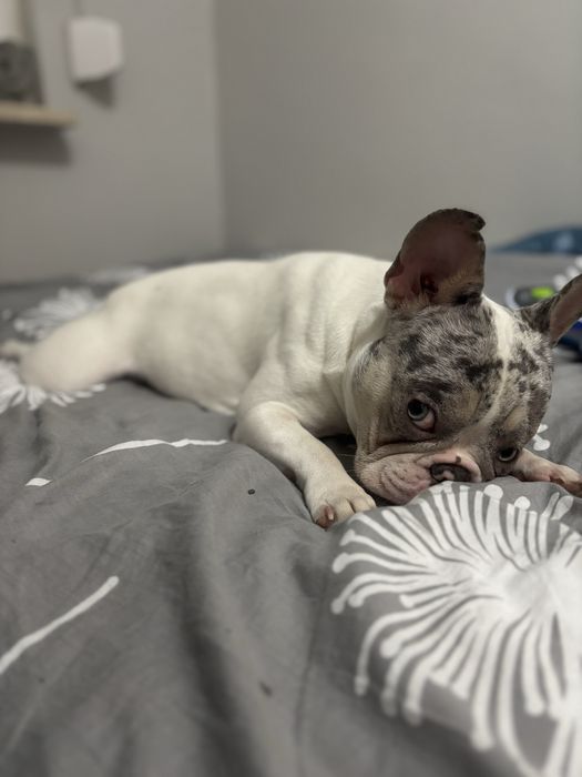 Buldog Francuski suczka